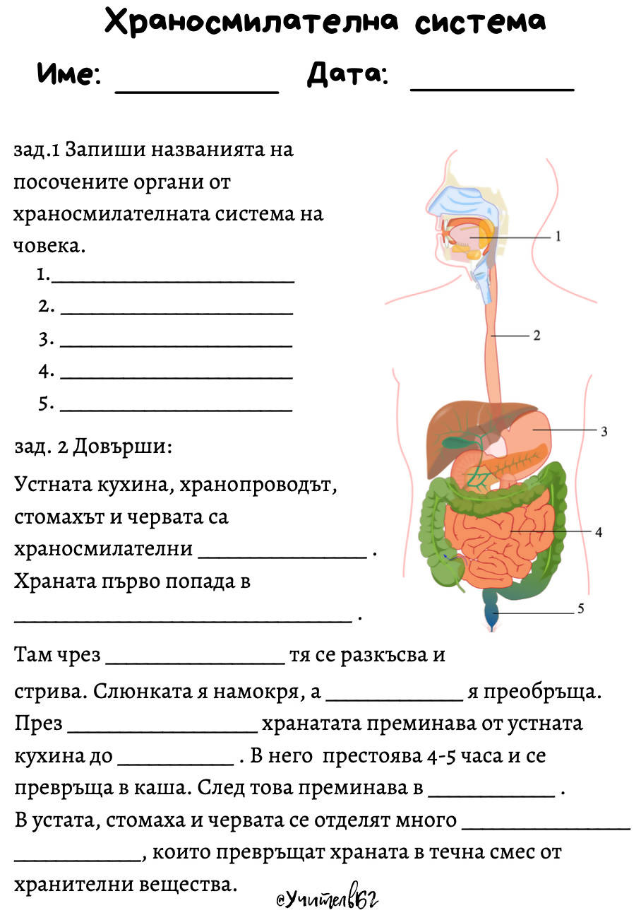 Храносмилателна система - Materiali BG